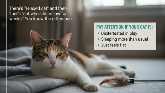 Signs That Your Cat May Benefit From Nutritional Support