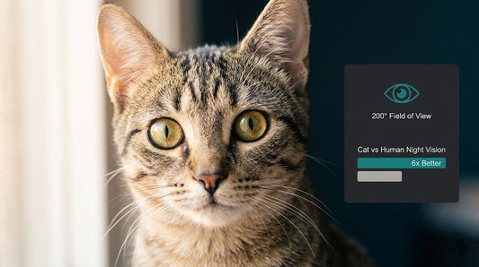 Cat Vision: What Do Cats See?