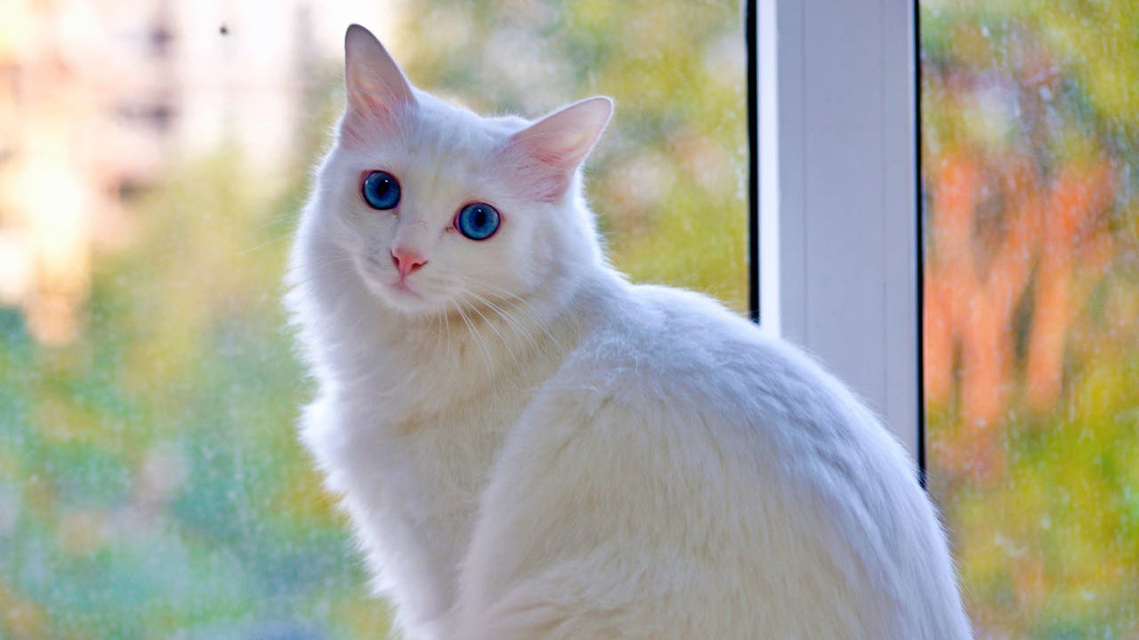 28 Most Beautiful Cat Breeds: A Complete Guide for Cat Lovers