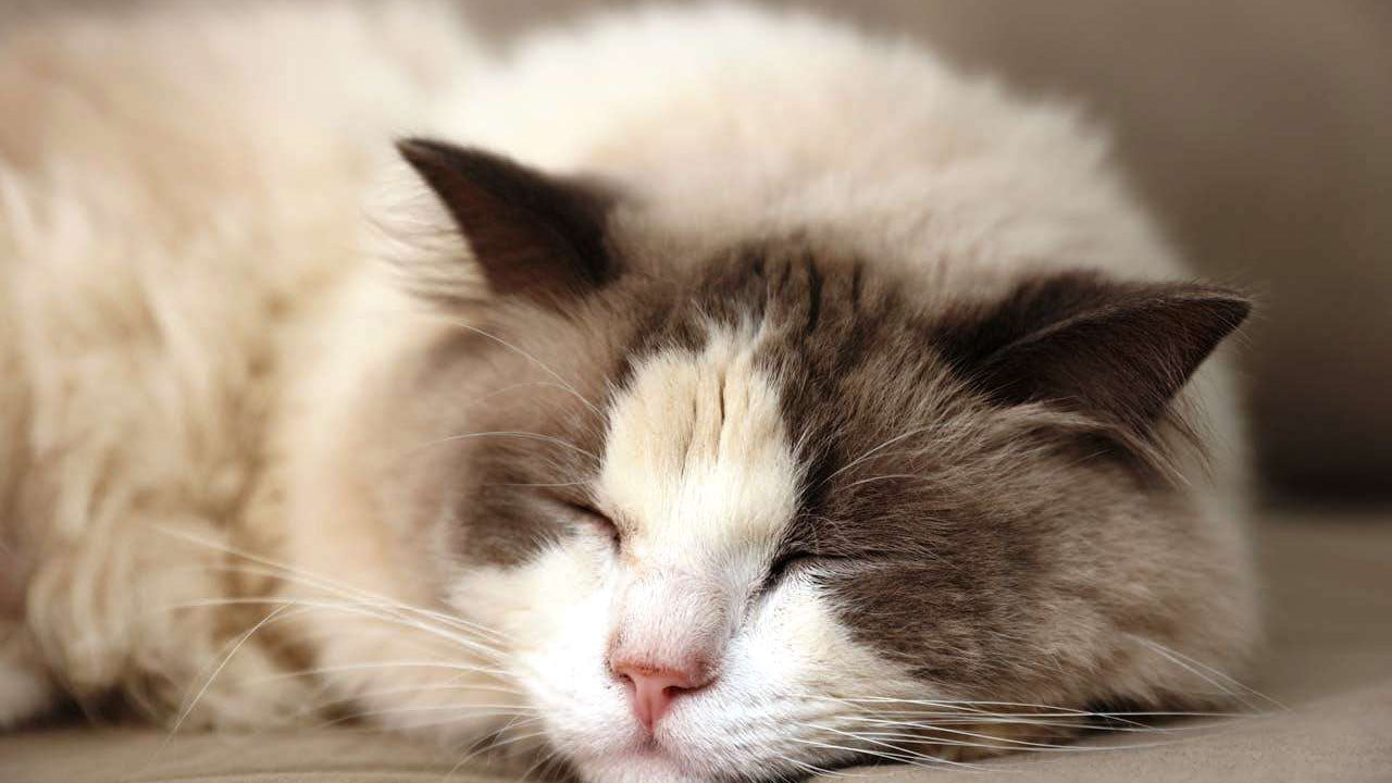 10 Lazy Cat Breeds That Love to Lounge: The Complete Guide for Cat Owners